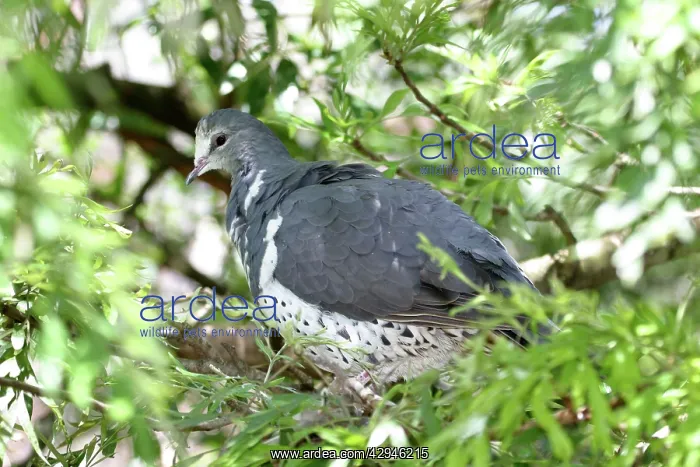 : Wonga Pigeon : Wonga Pigeon