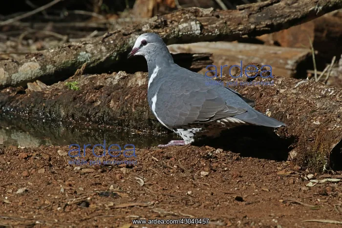  : Wonga Pigeon