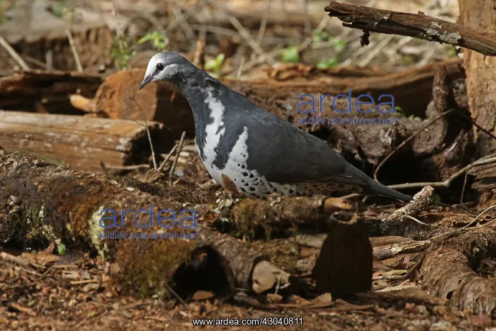 : Wonga Pigeon : Wonga Pigeon