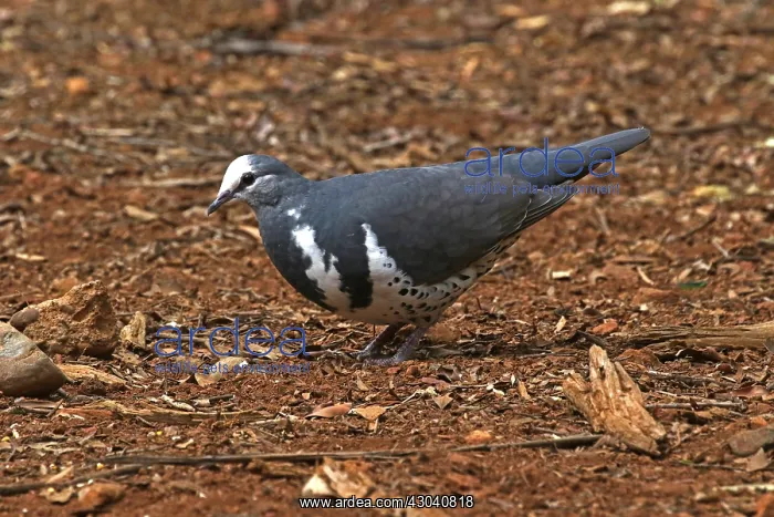 : Wonga Pigeon : Wonga Pigeon