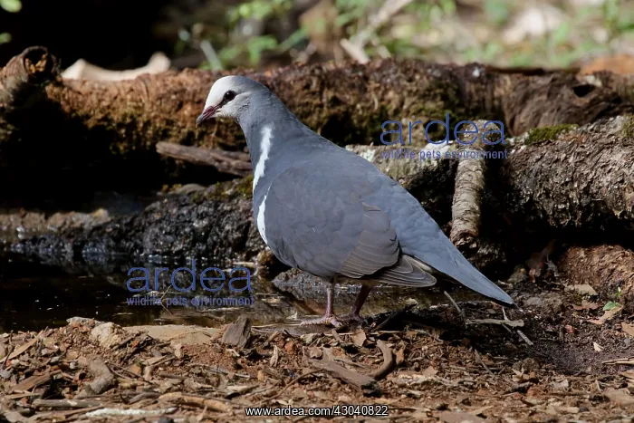 : Wonga Pigeon : Wonga Pigeon