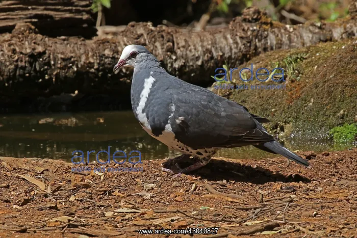 : Wonga Pigeon : Wonga Pigeon