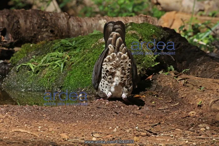 : Wonga Pigeon : Wonga Pigeon