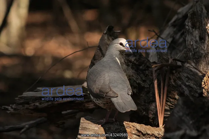  : Wonga Pigeon
