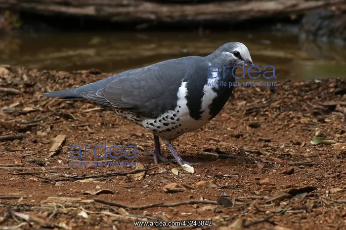 : Wonga Pigeon : Wonga Pigeon
