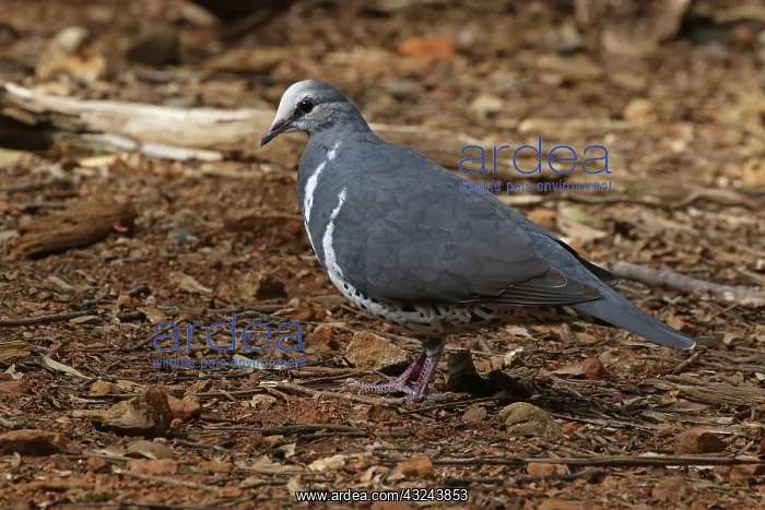 : Wonga Pigeon : Wonga Pigeon