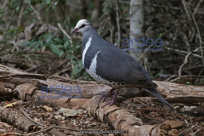 : Wonga Pigeon : Wonga Pigeon