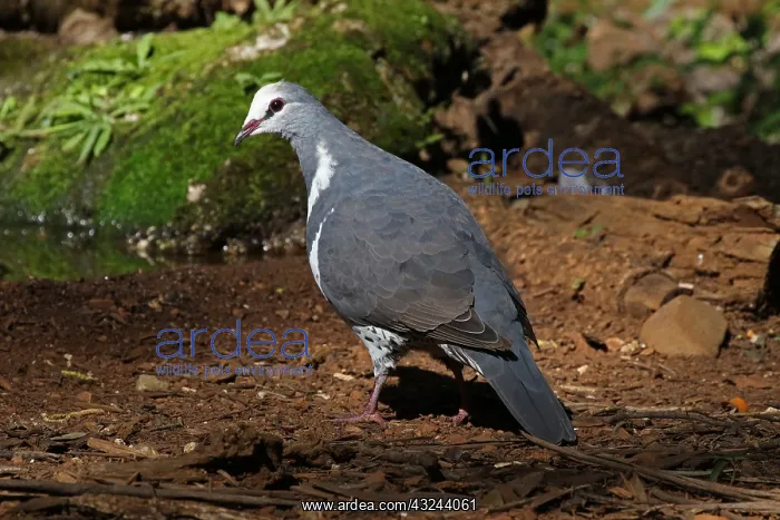 : Wonga Pigeon : Wonga Pigeon