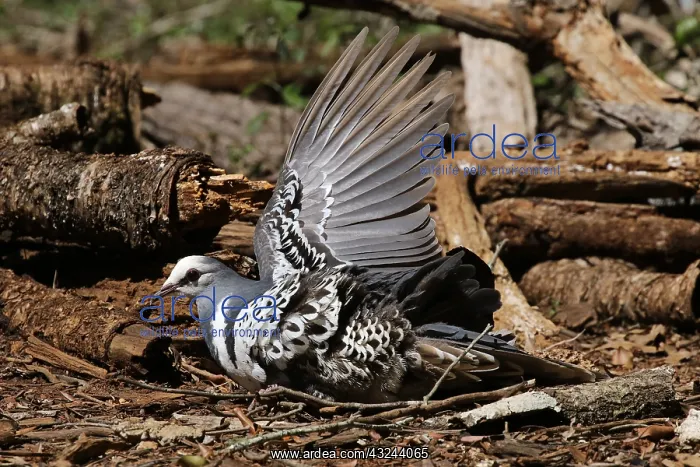 : Wonga Pigeon : Wonga Pigeon