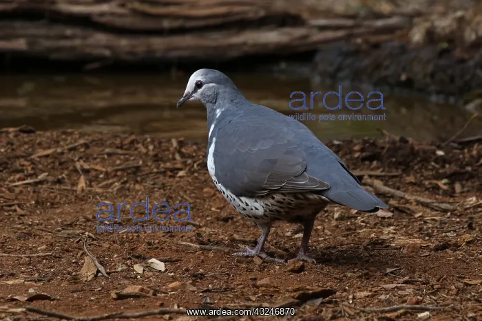 : Wonga Pigeon : Wonga Pigeon