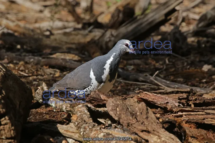 : Wonga Pigeon : Wonga Pigeon