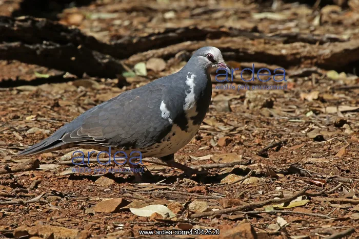 : Wonga Pigeon in Queensland, Australia : Wonga Pigeon in Queensland, Australia