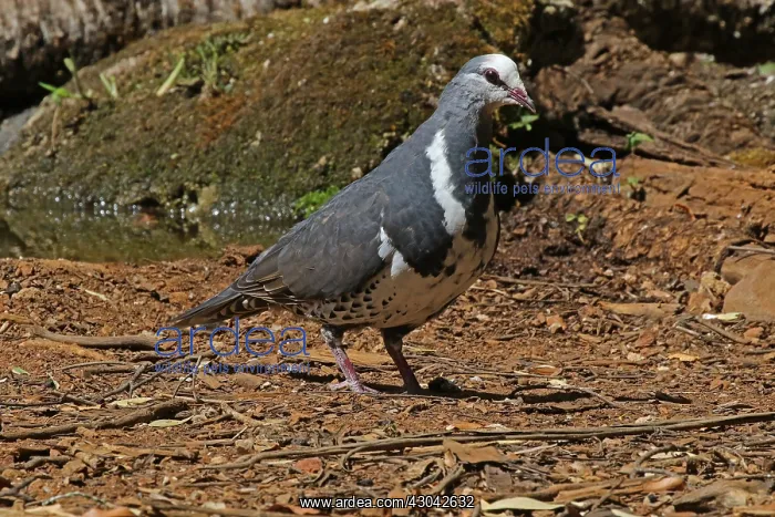 : Wonga Pigeon in Queensland, Australia : Wonga Pigeon in Queensland, Australia