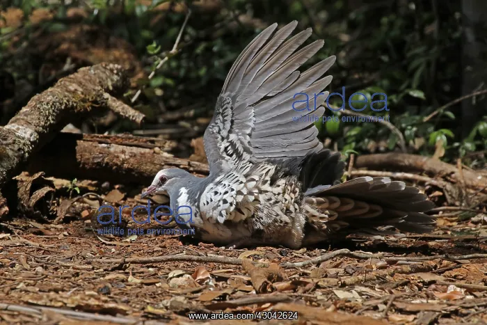 : Wonga Pigeon taking a dust bath in Queensland, Australia : Wonga Pigeon taking a dust bath in Queensland, Australia