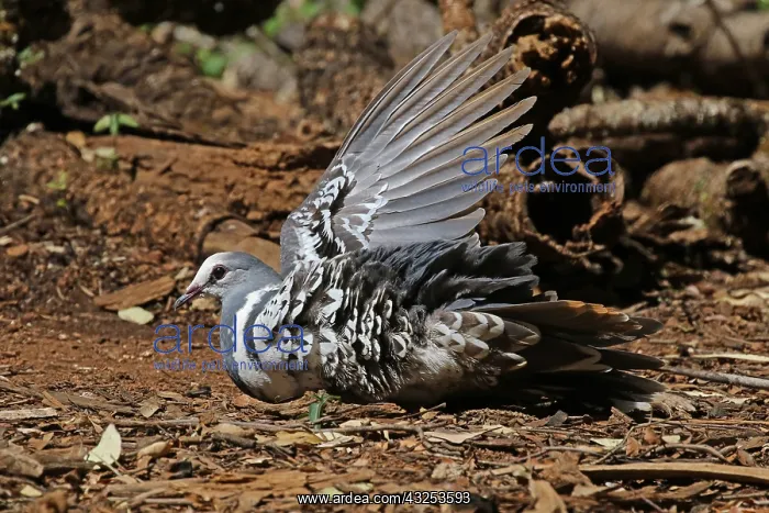 : Wonga Pigeon taking a dust bath in Queensland, Australia : Wonga Pigeon taking a dust bath in Queensland, Australia