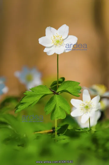 : Wood Anemone : Wood Anemone