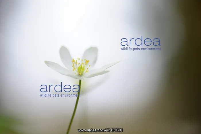 : Wood Anemone : Wood Anemone