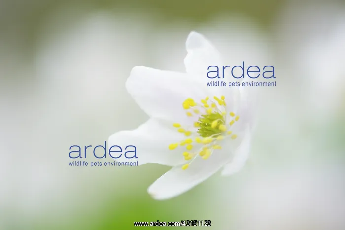 : Wood Anemone : Wood Anemone