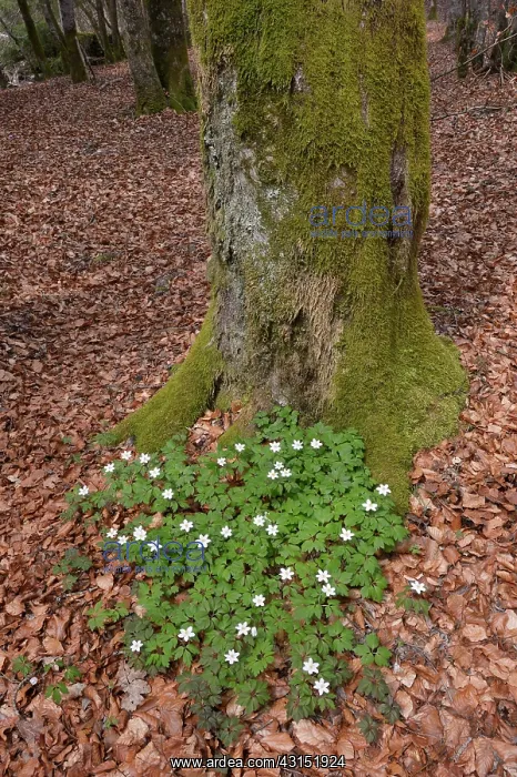 : Wood anemone : Wood anemone
