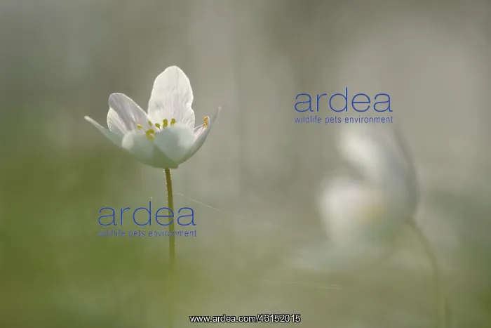 : Wood Anemone : Wood Anemone