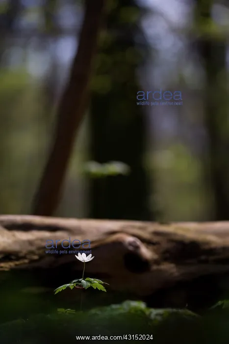 : Wood Anemone : Wood Anemone