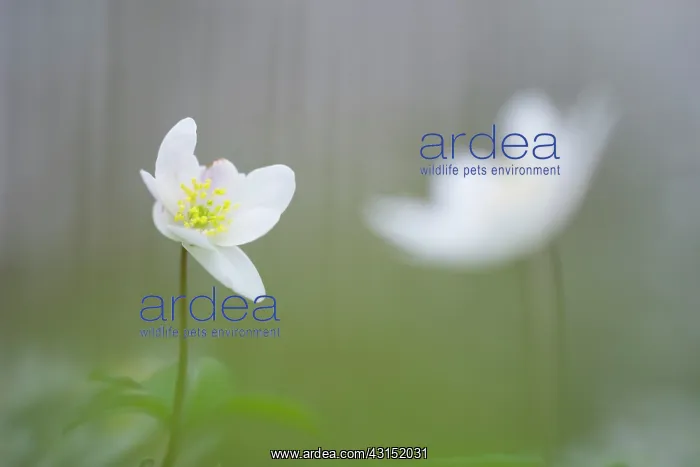 : Wood Anemone : Wood Anemone