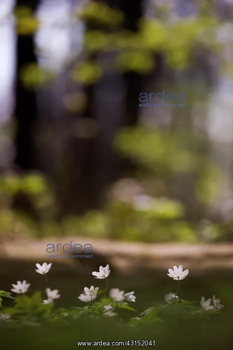 : Wood Anemone : Wood Anemone