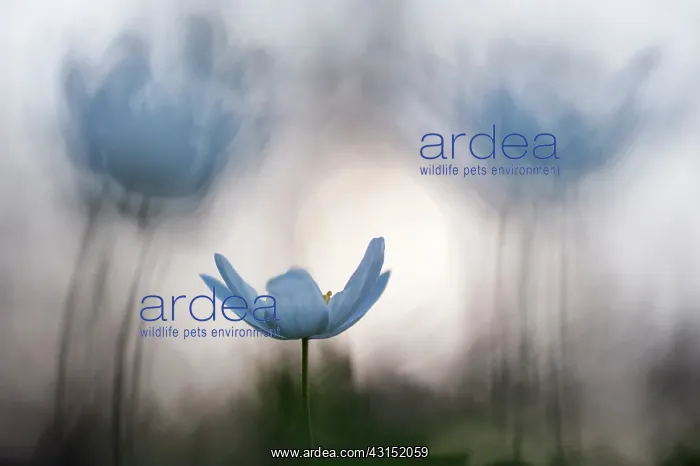 : Wood Anemone : Wood Anemone