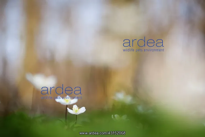 : Wood Anemone : Wood Anemone