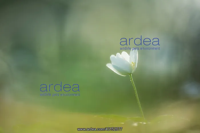 : Wood Anemone : Wood Anemone