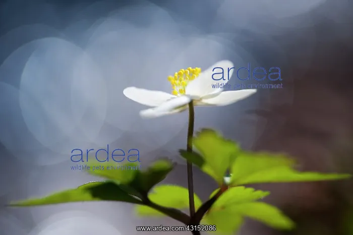 : Wood Anemone : Wood Anemone
