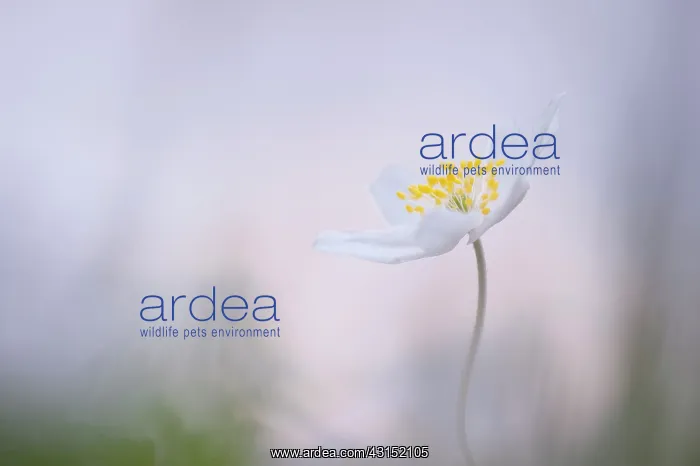 : Wood Anemone : Wood Anemone