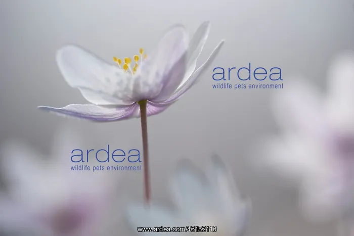 : Wood Anemone : Wood Anemone