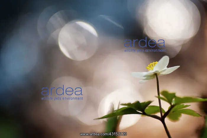  : Wood Anemone