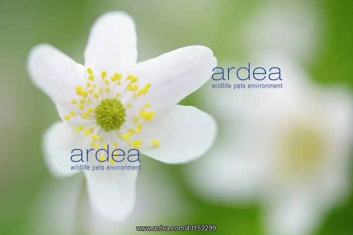 : Wood anemone : Wood anemone