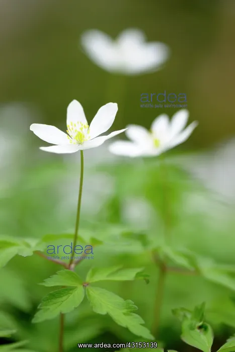 : Wood anemone : Wood anemone