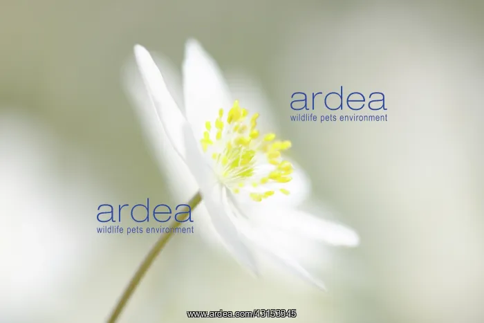 : Wood Anemone : Wood Anemone