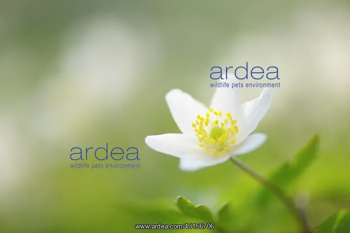  : Wood anemone