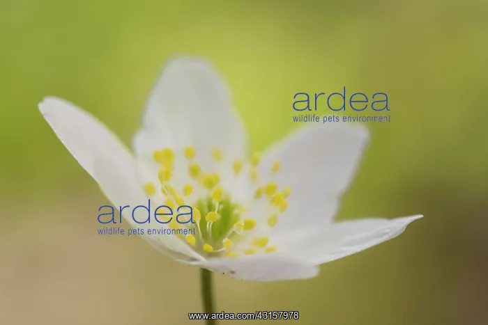 : Wood Anemone : Wood Anemone