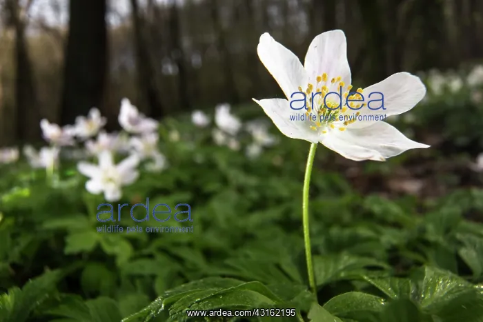 : Wood Anemone : Wood Anemone