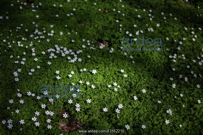 : Wood Anemone : Wood Anemone