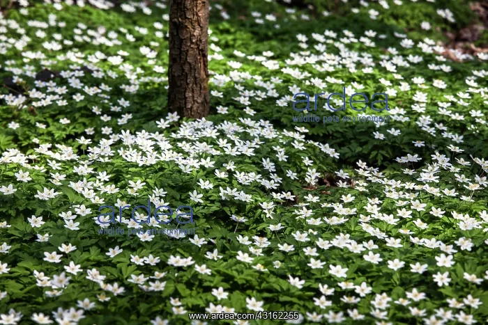 : Wood Anemone : Wood Anemone