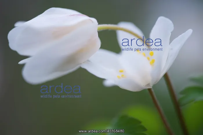 : Wood Anemone : Wood Anemone