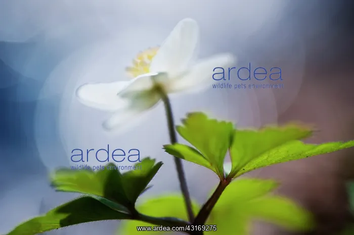 : Wood Anemone : Wood Anemone