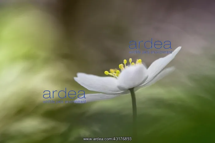 : Wood Anemone : Wood Anemone