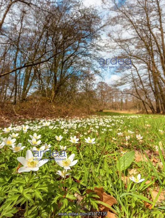 : Wood Anemone : Wood Anemone