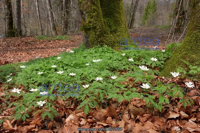 : Wood Anemone : Wood Anemone
