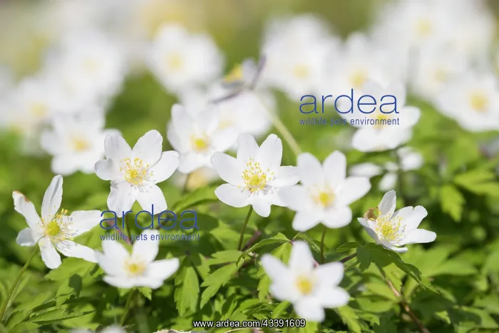 : Wood Anemone : Wood Anemone
