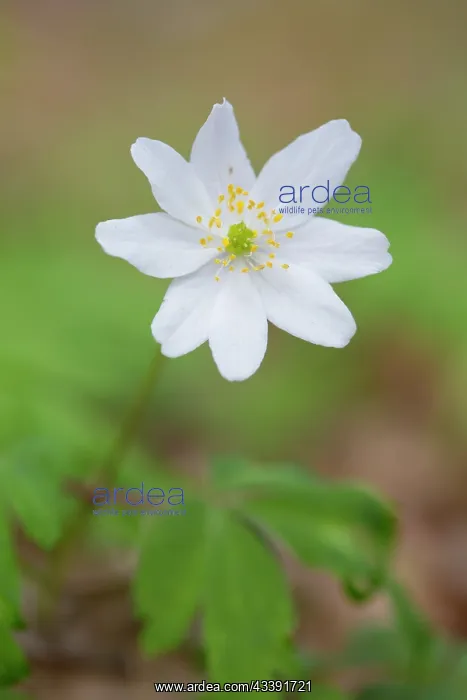 : Wood Anemone : Wood Anemone
