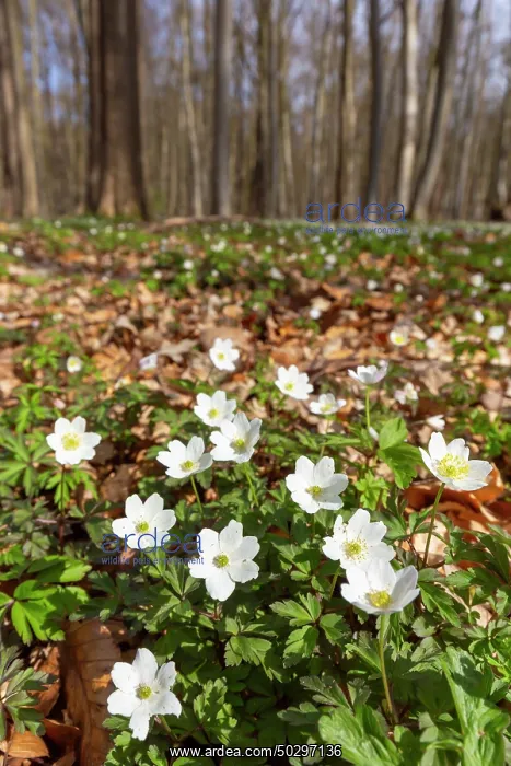 : Wood Anemone : Wood Anemone